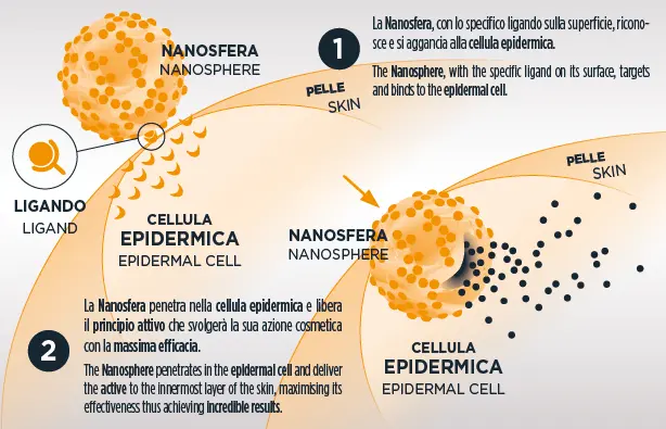 Schema nanosfere dermoattive