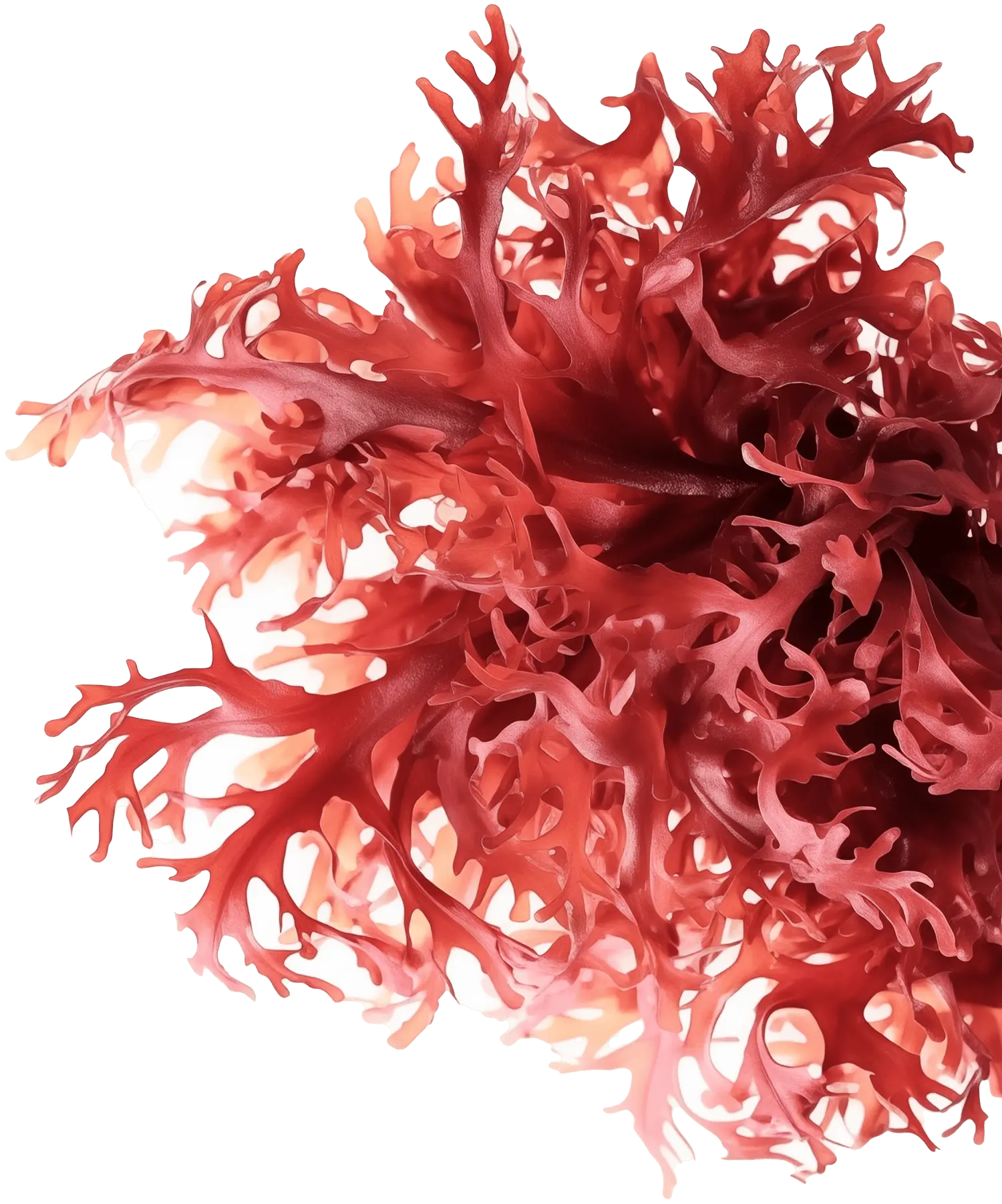 Red seaweed astaxantina